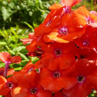 Flox Orange Perfection, výška 10/15 cm, v črepníku Phlox paniculata Orange Perfection