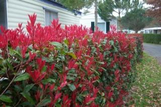 Fotínia aj na živý plot (červienka) Red Robin 40/60 cm, v črepníku 2l Photinia fraseri red robin