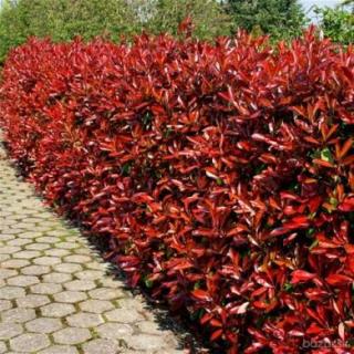 Fotínia aj na živý plot (červienka) Red Robin 80/100 cm, v črepníku  7.5 l Photinia fraseri Red Robin