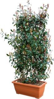 Fotínia na špaliéri (červienka), výška 180/220 cm, v črepníku Photinia fraseri red robin