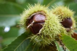 Gaštan jedlý už bohato rodiaci Bouche de Betizac 140/160 cm, v črepníku CASTANEA SATIVA