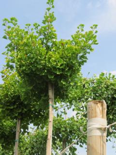 Ginko biloba, výška 100/120 cm, v črepníku Ginkgo biloba