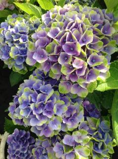 Hortenzia dubolistá Amethyst    výška 60/70  cm  , v črepníku 3l  Hydrangea quercifolia