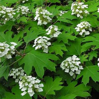 Hortenzia dubolistá Sike‘s Dwarf   výška 60/70  cm  , v črepníku 3l  Hydrangea quercifolia