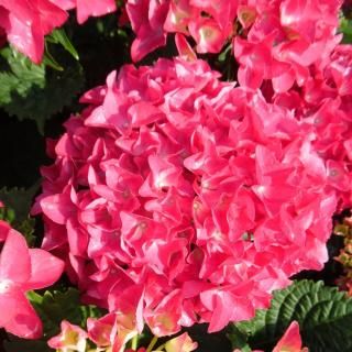 Hortenzia kalinolistá ROYAL RED ‘HBARORE‘, výška 35/+ cm, v črepníku 5l Hydrangea macrophylla ROYAL RED ‘HBARORE‘