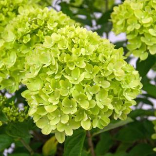 Hortenzia metlinatá LITTLE LIME ‘Jane‘ PBR, výška 25/+ cm, v črepníku 4l Hydrangea paniculata LITTLE LIME ‘Jane‘ PBR