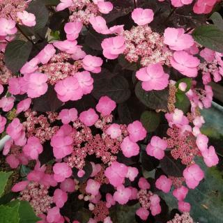 Hortenzia pílovitá DAREDEVIL  výška 30/50   cm  , v črepníku 3l  Hydrangea serrata