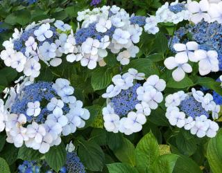 Hortenzia pílovitá White on White  výška 20/40   cm  , v črepníku 3l  Hydrangea serrata