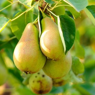 Hruška Konference, výška 200/250 cm, obvod 8/10 cm, už rodiaca v črepníku , podpník Dula S5 Pyrus Communis Conference