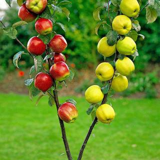 Jabloň ‘Duo-Appel‘ podpník M26, tvar špaliér - stena 180 x 120 cm, v črepníku Malus domestica ‘Duo-Appel‘