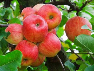 Jabloň Lipno, voľnokorenná 2-ročná, výška 140/180 cm, podpník M26 Malus domestica Lipno