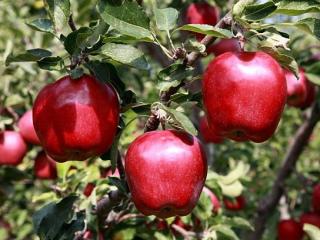 Jabloň Malinová Oberlandzka, výška 100/150 cm, v črepníku, podpník M26 Malus domestica Malinowa Oberlandzka