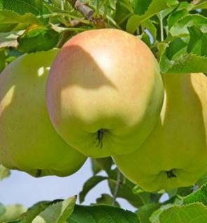 Jabloň Orion, voľnokorenná 2-ročná, podpník M9RN9 , výška 140/180 cm Malus domestica Orion