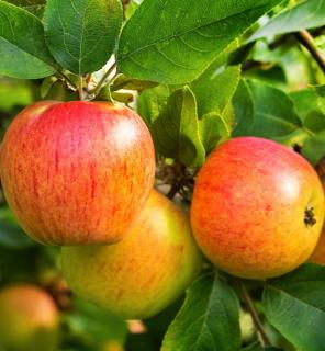 Jabloň Red Delicious, výška 100/120 cm, v črepníku, podpník M26 Malus domestica Red delicious