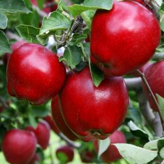 Jabloň Red delicious výška 200/250 cm obvod 8/10 cm, už rodiaca v črepníku Malus red delicious