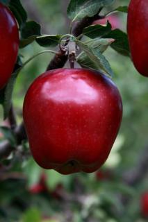 Jabloň Red Delicious, výška 80/100 cm, v črepníku, podpník M26 Malus domestica Red delicious