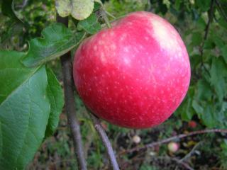 Jabloň Red Prince, výška 160/180 cm, v črepníku, podpník M26 Malus Domestica Red Prince