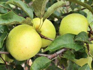 Jabloň Sirius, výška 140/180 cm, 2-ročná, podpník M9RN9, v črepníku Malus Domestica Sirius