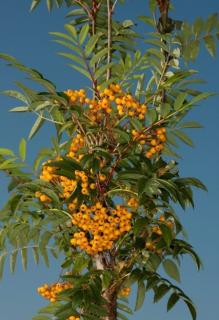 Jarabina AUTUMN SPIRE 140/160 cm, v črepníku Sorbus AUTUMN SPIRE