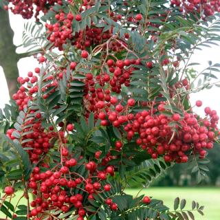 Jarabina Krasnaja Krupnaja, výška 80/120 cm, v črepníku 5l Sorbus alaja krupnaja