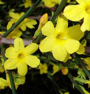 Jasmín žltý Liana 60/80 cm, v črepníku Jasminum nudiflorum