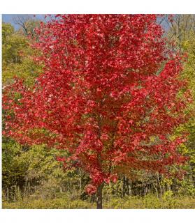 Javor červený 125/150 cm v črepníku Acer rubrum