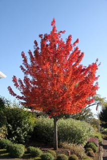 Javor červený, výška 125/150 cm, v črepníku Acer Rubrum