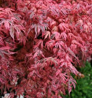 Javor dlaňolistý Shirazz, výška 60/80 cm, v črepníku C10 Acer palmatum Shirazz