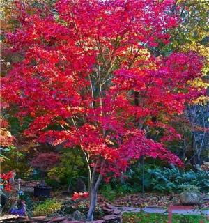 Javor dlaňovitolistý Fire Glow (solíter), výška 140/160 cm, v črepníku 70l Acer palmatum Fire Glow