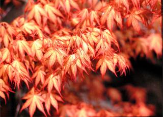 Javor dlaňovitolistý japonský ´Katsura´, výška 25/35 cm , v črepniku Acer palmatum ´Katsura´