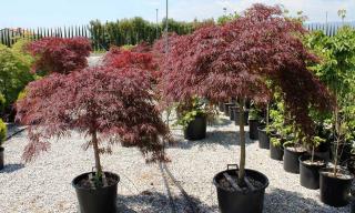 Javor dlaňovitolistý ( japonský)- solitér ´Dissectum Garnet´, výška 180/200 cm, v črepniku Acer palmatum ´Dissectum Garnet´