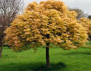 Javor horský Brilliantissimum na kmienku 220/250 cm, v črepníku Acer pseudoplatanus Brilliantissimum