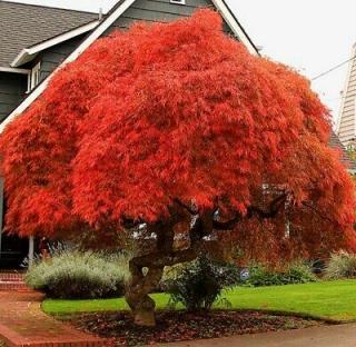 Javor japonský Atropurpureum, výška 90/110 cm, v črepníku Acer palmatum Atropurpureum