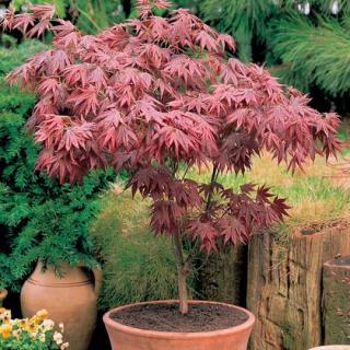 Javor japonský Bloodgood 80/100 cm, v črepníku Acer Palmatum Bloodgood