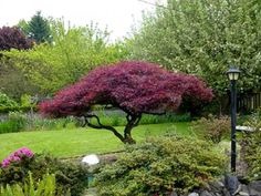 Javor japonský Crimsson Queen na kmienku - dáždnikový bonsai Solitér 90/100 cm, v črepníku 15l Acer Palmatum Crimson Queen