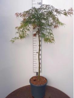 Javor japonský Garnet na kmienku 120/140 cm, dáždnikový SOLITÉR, v črepníku 18l Acer palmatum Garnet