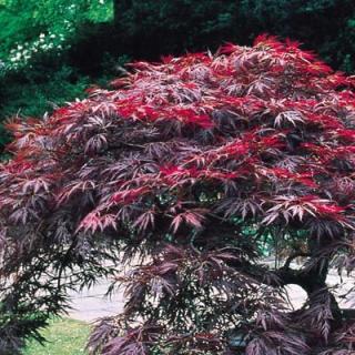 Javor japonský Shaina na kmienku 40/50 cm, v črepníku Acer palmatum ´Shaina´