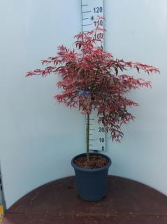 Javor japonský SHIRAZZ na kmienku 90/110 cm SOLITÉR, v črepníku 15l Acer palmatum SHIRAZZ