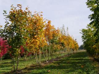 Javor mliečny ‘Maculatum‘, na kmienku výška 220/250 cm, v črepníku 10l Acer platanoides ‘Maculatum‘