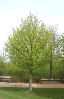 Javor poľný Elsrijk obvod 8/10 cm, výška 300+ cm, v črepníku Acer campestre Elsrijk