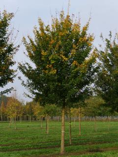 Javor poľný Elsrijk, výška 300/+ cm, obvod kmienka 14/16 cm, v črepníku Acer campestre Elsrijk