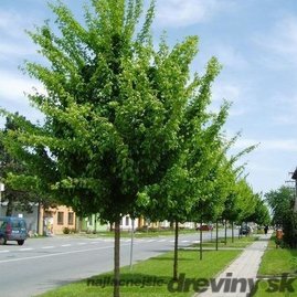 Javor poľný Lienco, obvod kmienka 8/10 cm, celková výška pre dodaní 300/400 cm, v koreňovom bale 40l Acer campestre Lienco