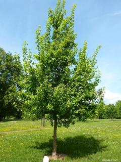 Javor poľný, výška 90/120 cm, v črepníku Acer campestre