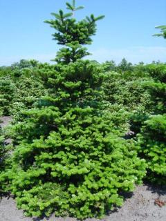 Jedľa kórejská, výška 20/50 cm, v črepníku 2,5l Abies koreana