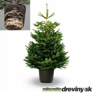 Jedľa nordmannova, 120/140 cm, výška s črepníkom 140/160 cm, v črepníku 10l Abies nordmanniana