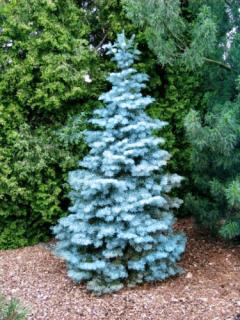 Jedľa srienistá, výška 60/80 cm, v črepníku Abies