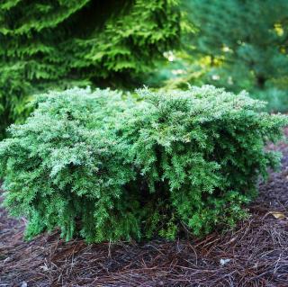 Jedľovec kanadský Jeddeloh 20/30 cm, v črepníku Tsuga canadensis Jeddeloh