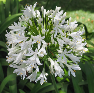 Kalokvet africký Albus, v črepníku P9, 10/15 cm Agapanthus africanus Albus