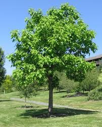 Katalpa bignóniovitá 160/180 cm, v črepníku Catalpa Bignonioides