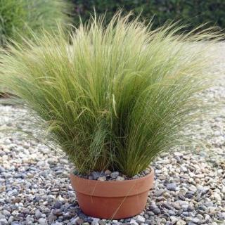 Kavyľ perovitý ‘Pony Tails‘, výška 10/15 cm, v črepníku P9 Stipa tenuissima ‘Pony Tails‘